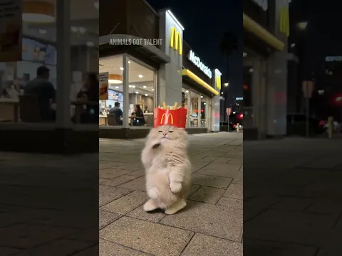 Fluffy Kitten Does Miss Thailand Viral Dance Outside McDonald's and Won the Internet 👑🐾 #catdance