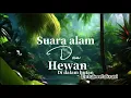 Lagu Suara hewan di dalam hutan untuk relaksasi