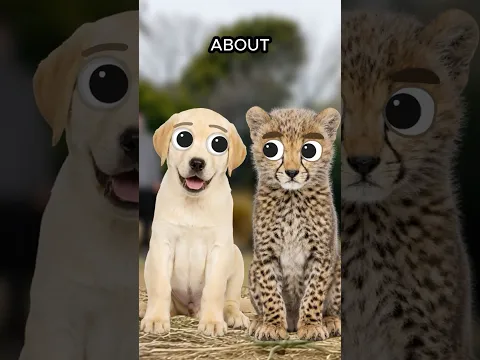 When Cheetahs & Dogs Become Friends