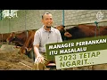 Bukan Peternak Sapi Biasa! Punya Jasa Gratis Konsultasi Pelunasan Hutang!