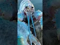 Download Lagu Blue Lobster meme #shorts #viral #memes