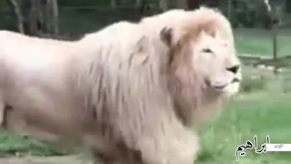 جبل البركل كان بنضم 