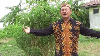 Download Langka Judule Cip Yoyo Suwaryo MP3