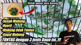 Download Khasiat tak terduga 3 jenis daun ini Mampu merontokan bulu burung TOTAL MP3