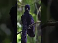Download Lagu Ada yg tau Burung apa #burungkicaudialamliar