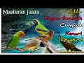 Download Lagu masteran kombinasi + gemericik air |  cililin- kapastembak- cucak cungkok- kenari- lovebird
