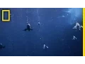 Download Lagu Meet the Underwater Torpedo Bird | National Geographic