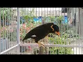 Lagu masteran burung beo MH,cocok buat pancingan beo bahan muda hutan#tiktok #shorts