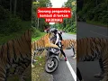 Lagu pengendara ini di terkam 3 ekor harimau #tiger #animals #harimausumatra #harimau #wildlife #viral