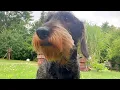 Download Lagu Dachshund Teddy’s Fashion Emergency 😂