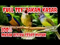 Download Lagu Besetan tajam tembakan kasar‼️ Masteran murai batu full isian mewah