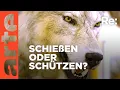 Download Lagu Der Wolf ist zurück - was nun? | ARTE Re: Reupload