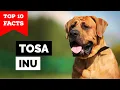 Tosa Inu - Top 10 Facts Japanese Mastiff