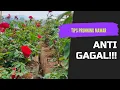 Download Lagu CARA PRUNNING MAWAR AGAR BERBUNGA RIMBUN