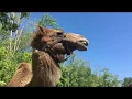 Petit Creek Farms Cartersville GA Vlog DRIVE-THRU TOUR