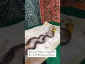 Download Lagu hujur Nabi e pak  ki julfen Mubarak ❤❤