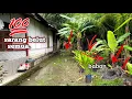 Siapa sangka❗️disamping rumah ini banyak bersarang belut besar.😵