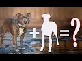 07 Amazing Staffordshire Bull Terrier Cross Breeds Dogs Staffordshire Bull Terrier Mixes