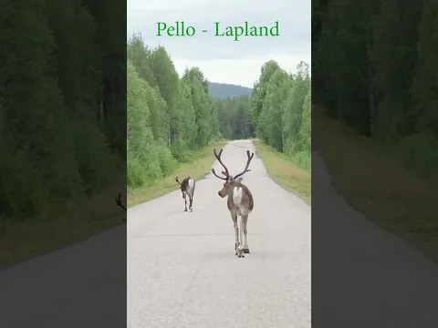 Reindeer of Santa Claus on the road again in Pello, Lapland #reindeer #finland #lapland #santa