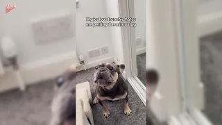 Frenchie Gets Jealous When Owner Pets Its Reflection - 1855763