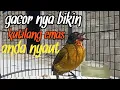 Download Lagu burung kutilang emas gacor