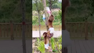 میمون های بامزه 