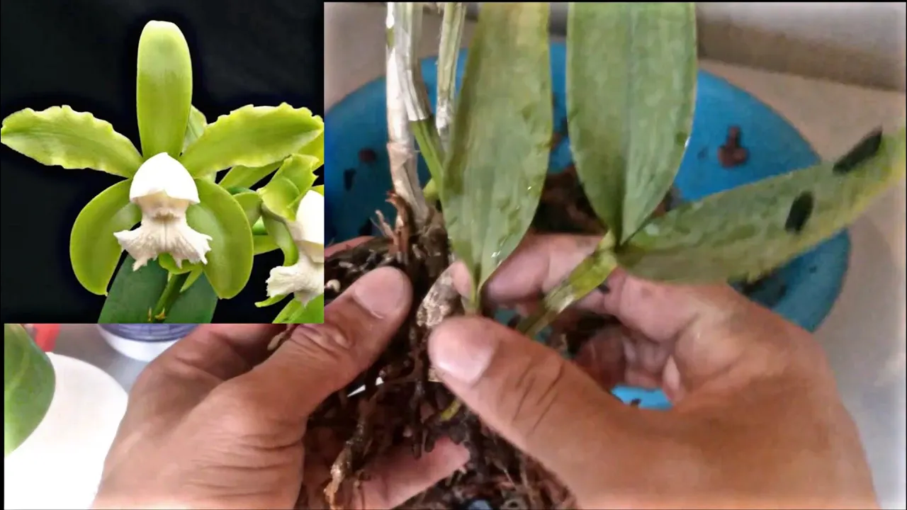 COMO PLANTAR ORQUÍDEA GUTATA ALBA