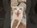 Download Lagu achumalaxa 😂#acumalaka #meme #kucing