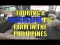 Touring A Successful Pig Farm In The Philippines