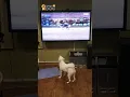 Download Lagu Bukan hanya waktu menonton TV… ini adalah sebuah misi #HappyDogTV #DogCare #DogLover