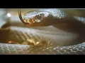 Download Lagu A cobra assassina - filme completo dublado