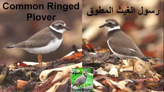 صوت رسول الغيث المطوق الدالوم Song Call Common Ringed Plover  صوت رسول الغيث المطوق الدالوم Song Call Common Ringed Plover