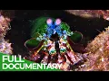 World of the Wild Episode 3 The Great Barrier Reef Free Documentary Nature