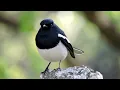 Oriental magpie-robin (ππ°π±π΄πΊπ€π©πΆπ΄ π΄π’πΆππ’π³πͺπ΄)
