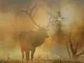 Enigma -  Mea Culpa Part II - Orthodox Mix