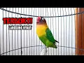 Download Lagu Suara Lovebird Ngekek Panjang ini TERBUKTI AMPUH Memancing BUNYI, COBA SAJA Pasti NYAUT
