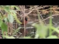 Bullfinch Singing