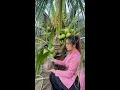 Download Lagu Dừa Giống Xiêm Xanh Lùn ( CHUẨN GIỐNG )