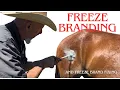 Freeze Brand Success Failure and Fix