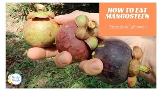 Mangosteen Germination from Seeds-How to Grow Mangosteen in Bag. 