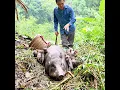 Download Lagu Robert discovered a wild sow give birth to 12 piglets. short video. Green forest life