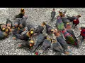 Download Lagu Aviary Penuh Dengn Burung Nuri, Kandang Raksasa Burung Nuri