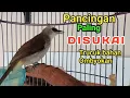 Pancingan trucukan BETINA MEMANGGIL JANTAN pancingan trucuk BAHAN ombyokan agar Cepat bunyi