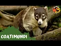 What Makes Coatimundis Unique Fun Animal Facts Explained