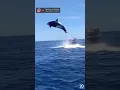 Download Lagu Una orca impacta contra un delfín en pleno salto