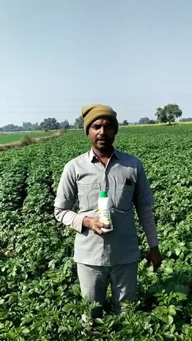 राजस्थान के धौलपुर में रहने वाले किसान के खेतों में कैसे लहलहाई आलू की खेती | वनइंडिया हिंदी