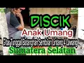 Download Lagu DISCIK  ''ANAK UMANG '' GITAR TUNGGAL 1978 BATANGHARI SEMBILAN LINTANG 4 LAWANG  SUMATERA SELATAN