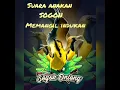 Download Lagu Suara anakan Sogon memanggil indukan || Ampuh untuk pikat !!!