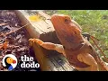 Bearded Dragon Acts Like A Puppy And Begs Mom To Go On Walks With Him The Dodo