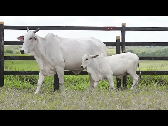 Matriz Nelore ASM - 4184